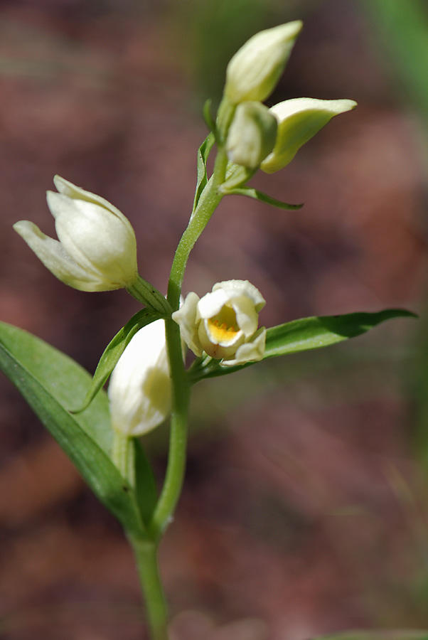 Cephalanthera damasonium